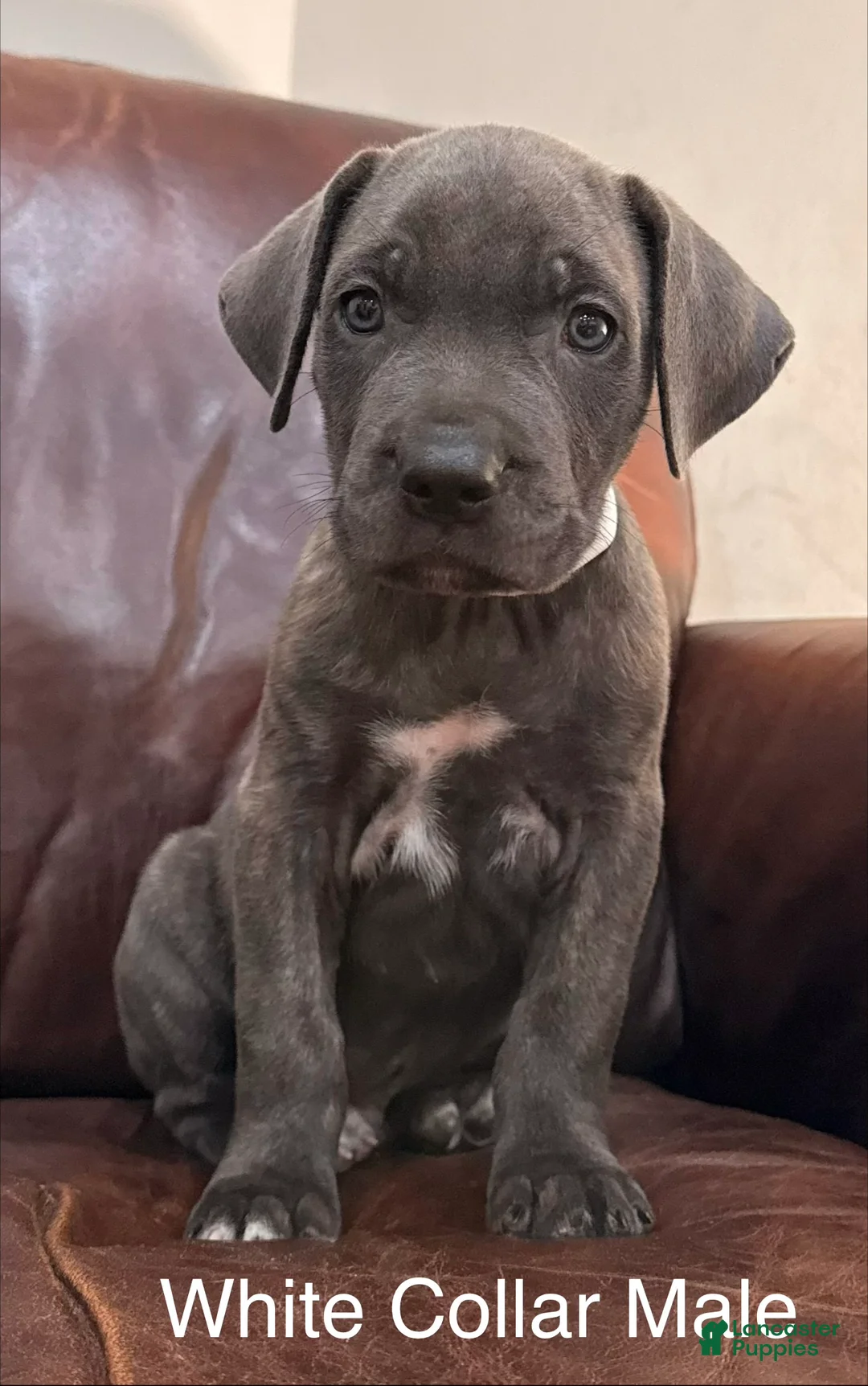 Cane Corso dogs for sale: Cane Corso M White Collar Puppy  - Ad 2