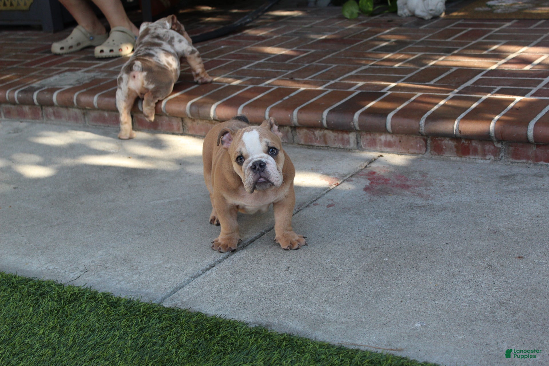 English Bulldog dogs Browny  - Ad 2