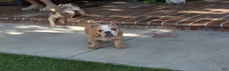 English Bulldog dogs for sale: Browny  - Ad 1