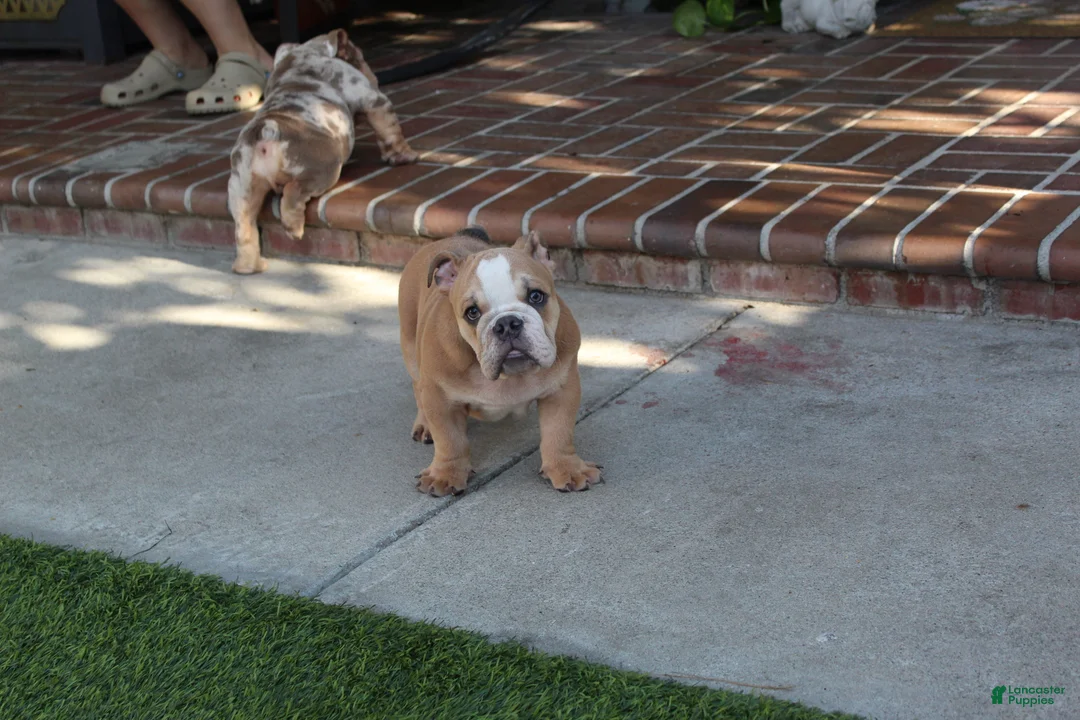 English Bulldog dogs for sale: Browny  - Ad 1