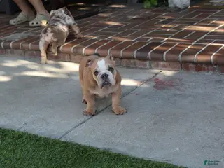 English Bulldog dogs Browny - Ad 2
