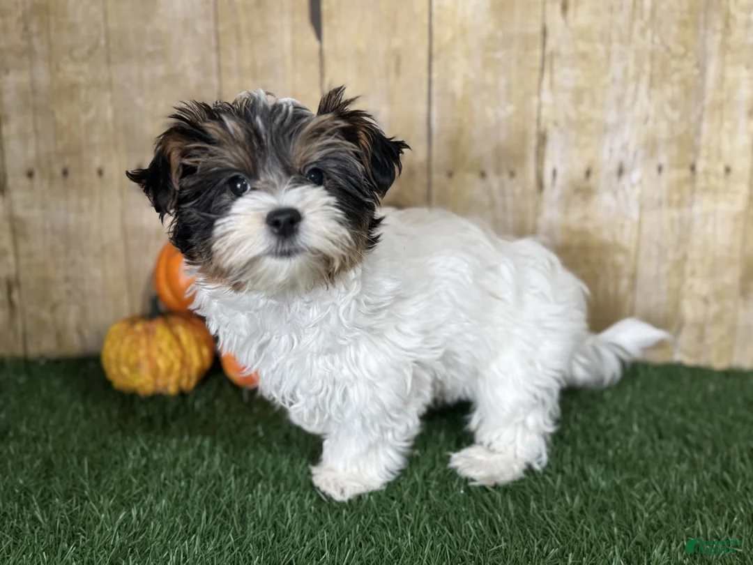 Mixed Breed dogs for sale: Dottie - Ad 6