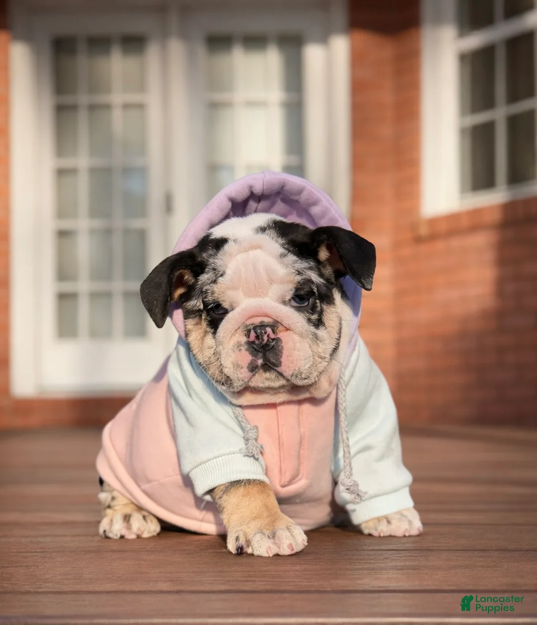 English Bulldog dogs for sale: Caroline - Ad 2