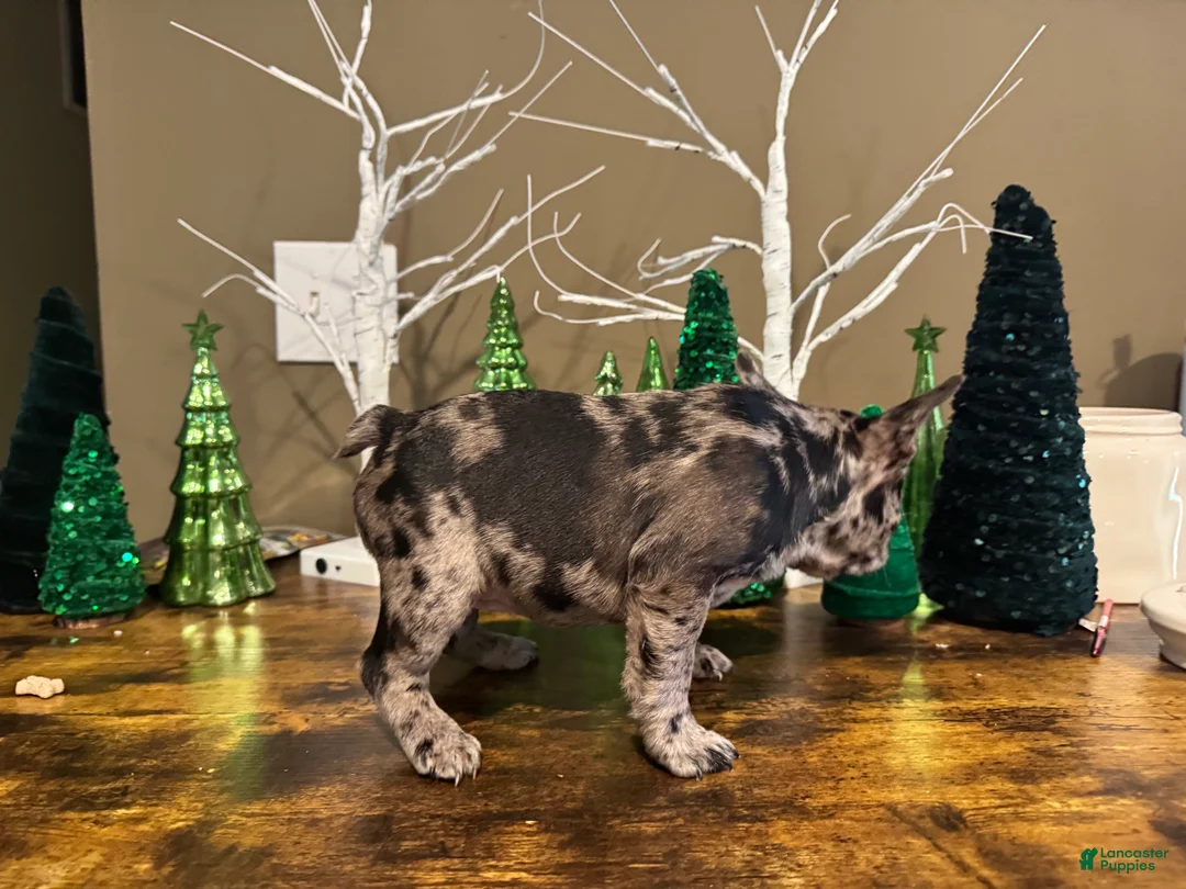 French Bulldog dogs for sale: French Bulldog Puppy 4 - Ad 5