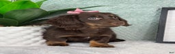 Miniature Dachshund dogs for sale: Daisy  - Ad 6