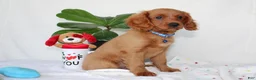 Cavapoo dogs for sale: Sammy - Ad 4