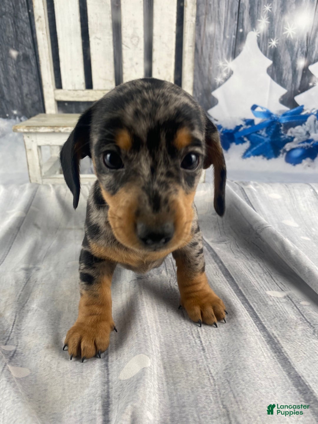 Miniature Dachshund dogs for sale: Teddy - Ad 14