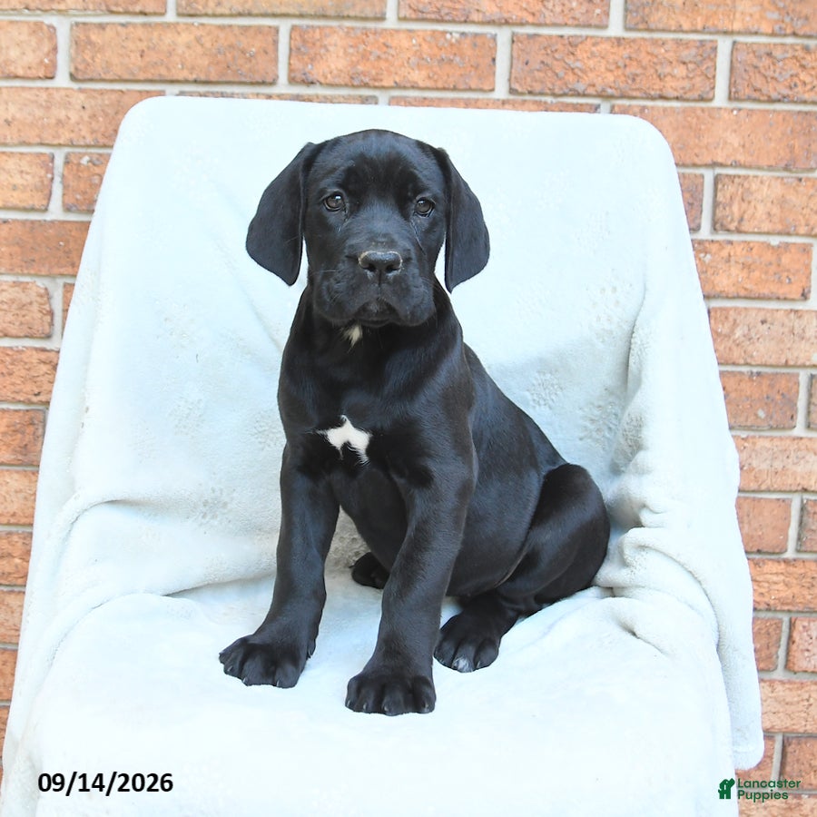 Cane Corso dogs Bunny - Ad 1
