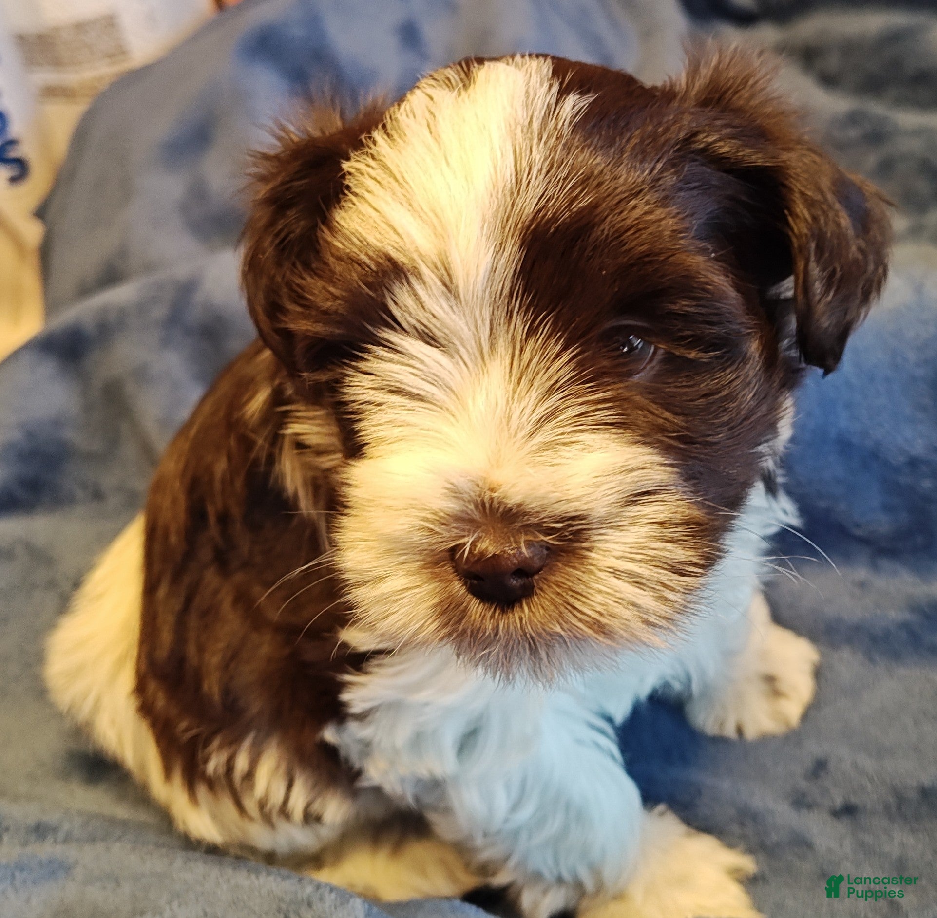Miniature Schnauzer dogs Miniature Schnauzer Girl 2 - Ad 41