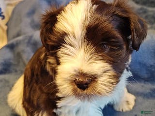 Miniature Schnauzer dogs Miniature Schnauzer Girl 2 - Ad 7