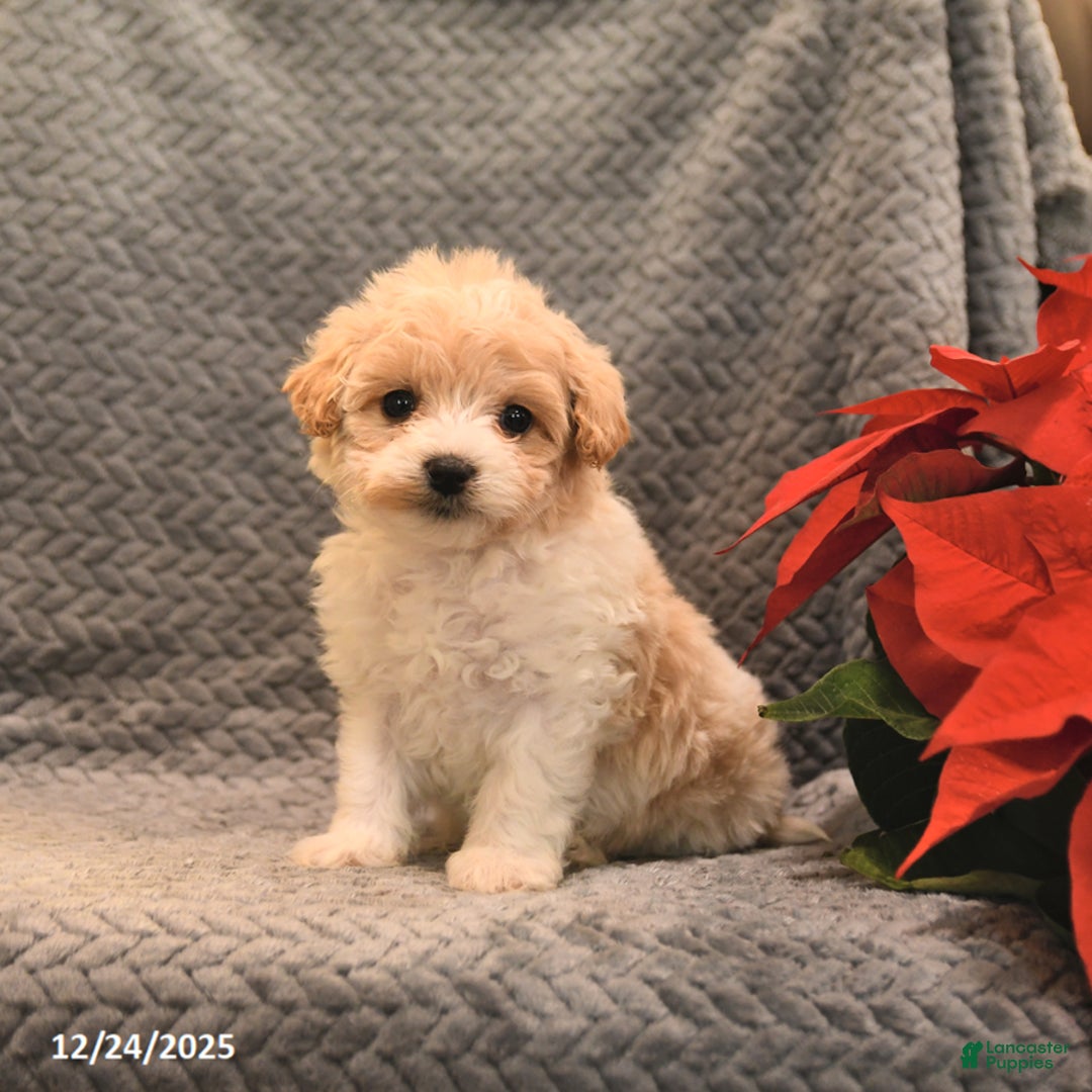Maltipoo dogs for sale: Sugar - Ad 1