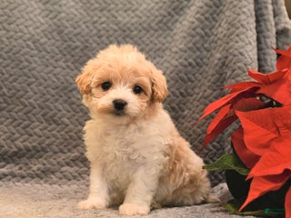 Maltipoo dogs Sugar - Ad 28