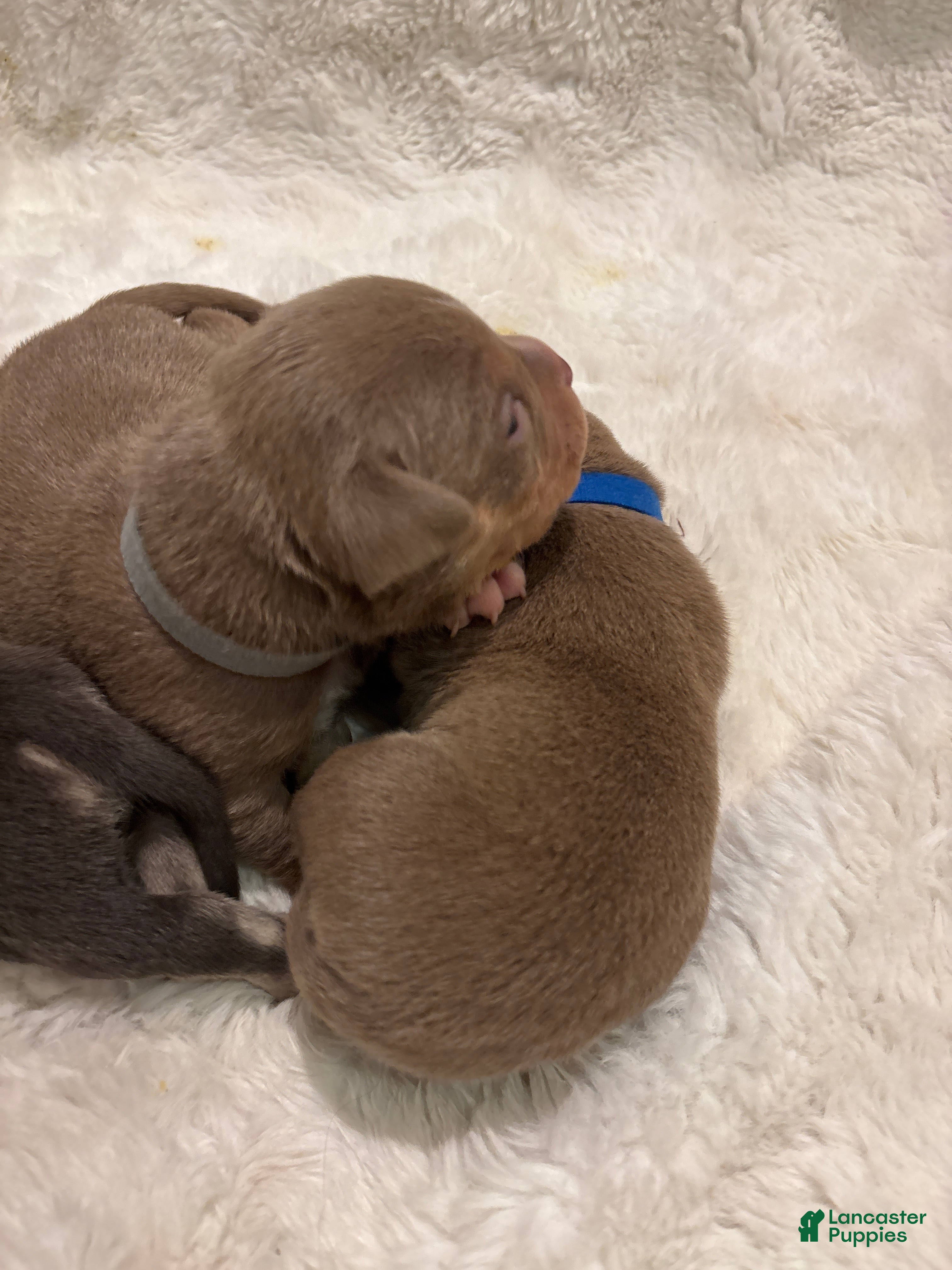 American Bully dogs American Bully Puppy 7 - Ad 9