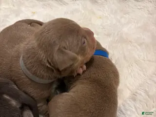 American Bully dogs American Bully Puppy 7 - Ad 9