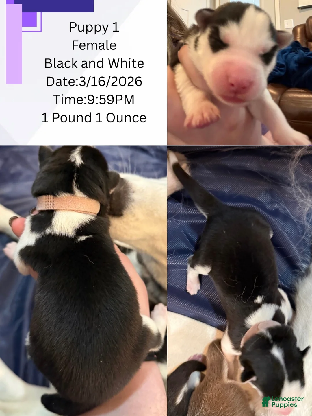 Siberian Husky dogs for sale: Princess Nox - Ad 2