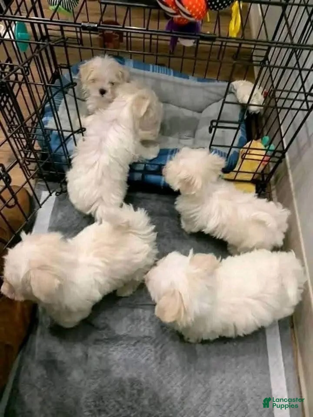 Golden Retriever dogs for sale: Golden Retriever litter of 5 puppies in Pennsville Township - Ad 1