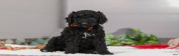Standard Poodle dogs for sale: Izzy - Ad 5