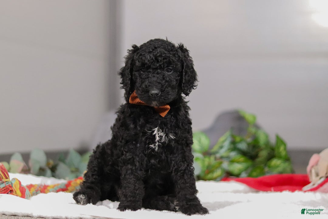 Standard Poodle dogs for sale: Izzy - Ad 5