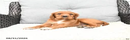 Mixed Breed dogs for sale: Rusty - Ad 4