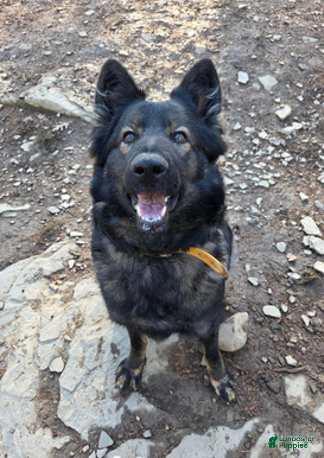 German Shepherd dogs for sale: Yellow Collar Girl - Ad 7