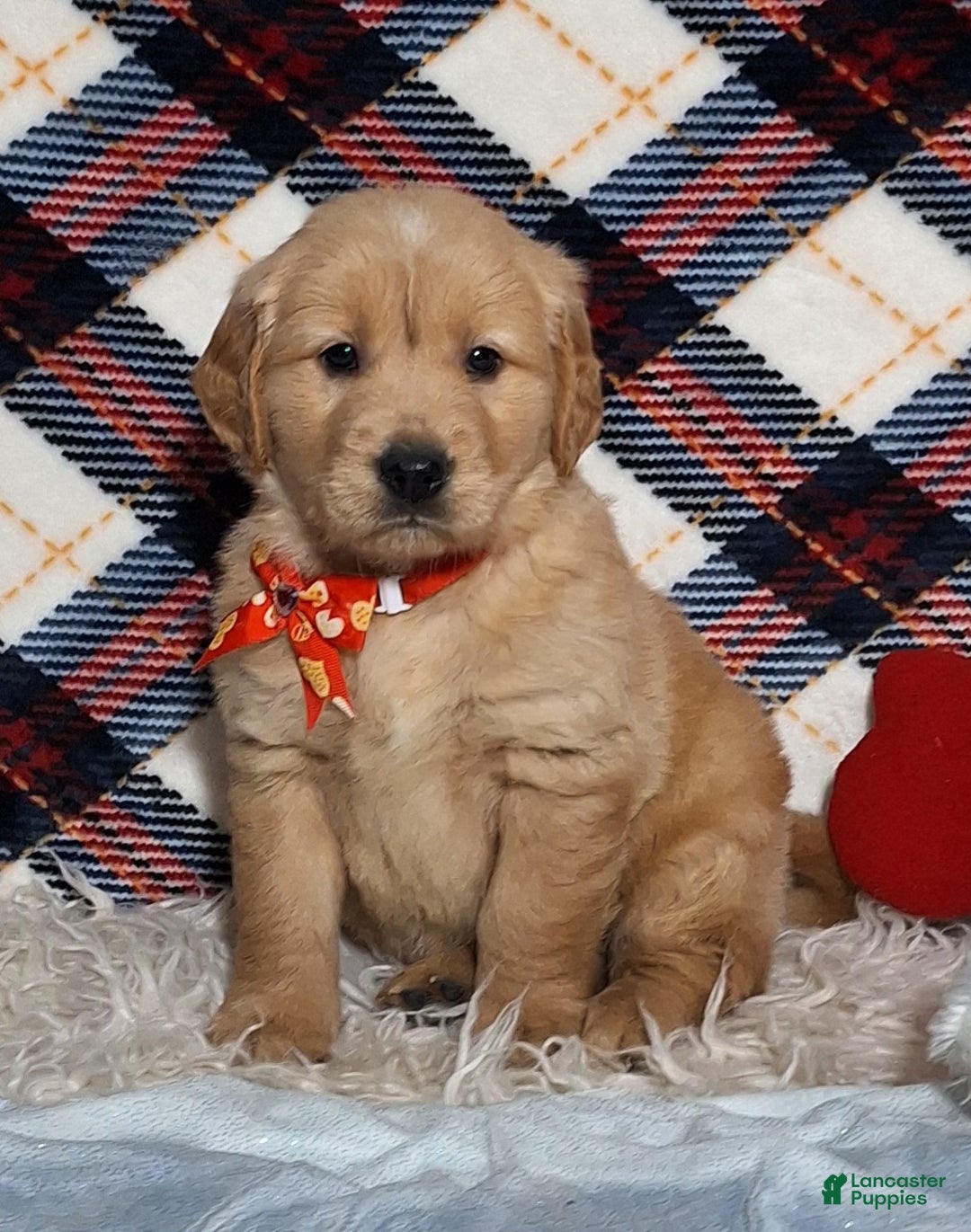 Golden Retriever dogs for sale: Austin - Ad 2