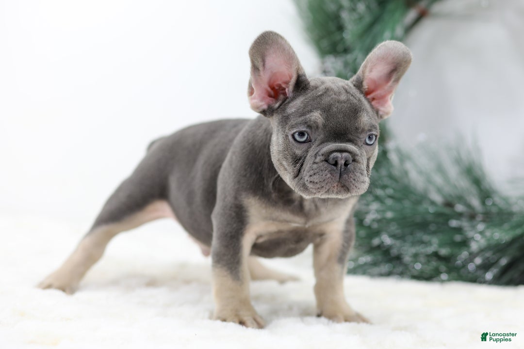 French Bulldog dogs for sale: Connor - Ad 6