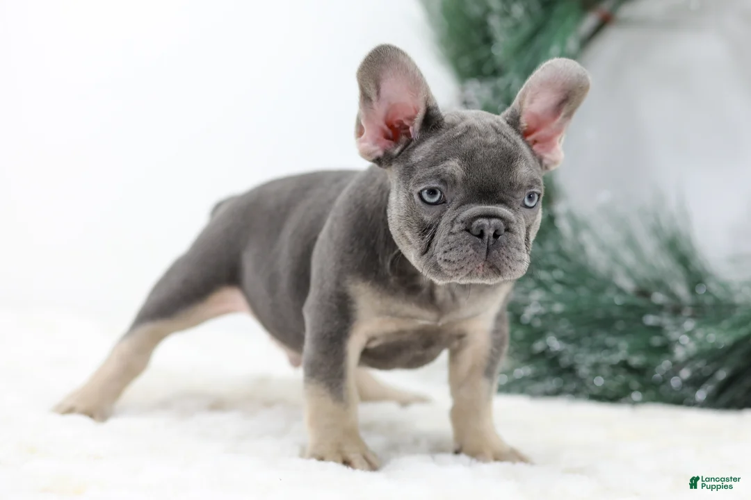 French Bulldog dogs for sale: Connor - Ad 6