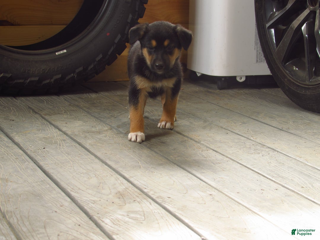 Mixed Breed dogs for sale: Kona - Ad 2