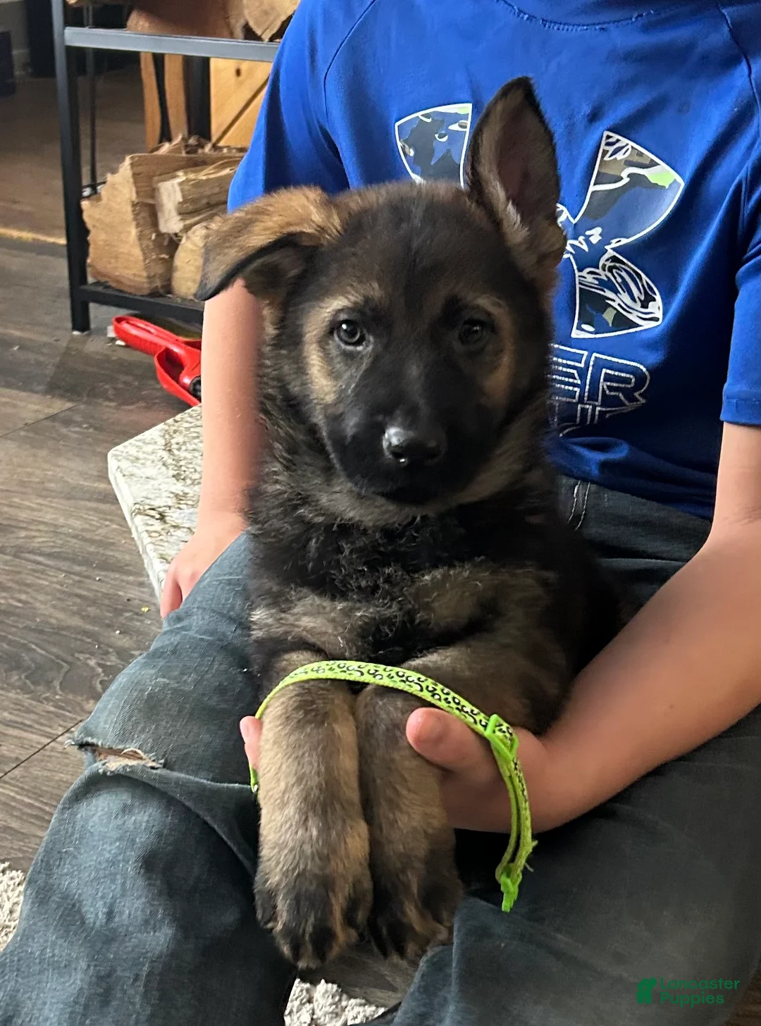German Shepherd dogs for sale: Willow/Cody Teal - Ad 35