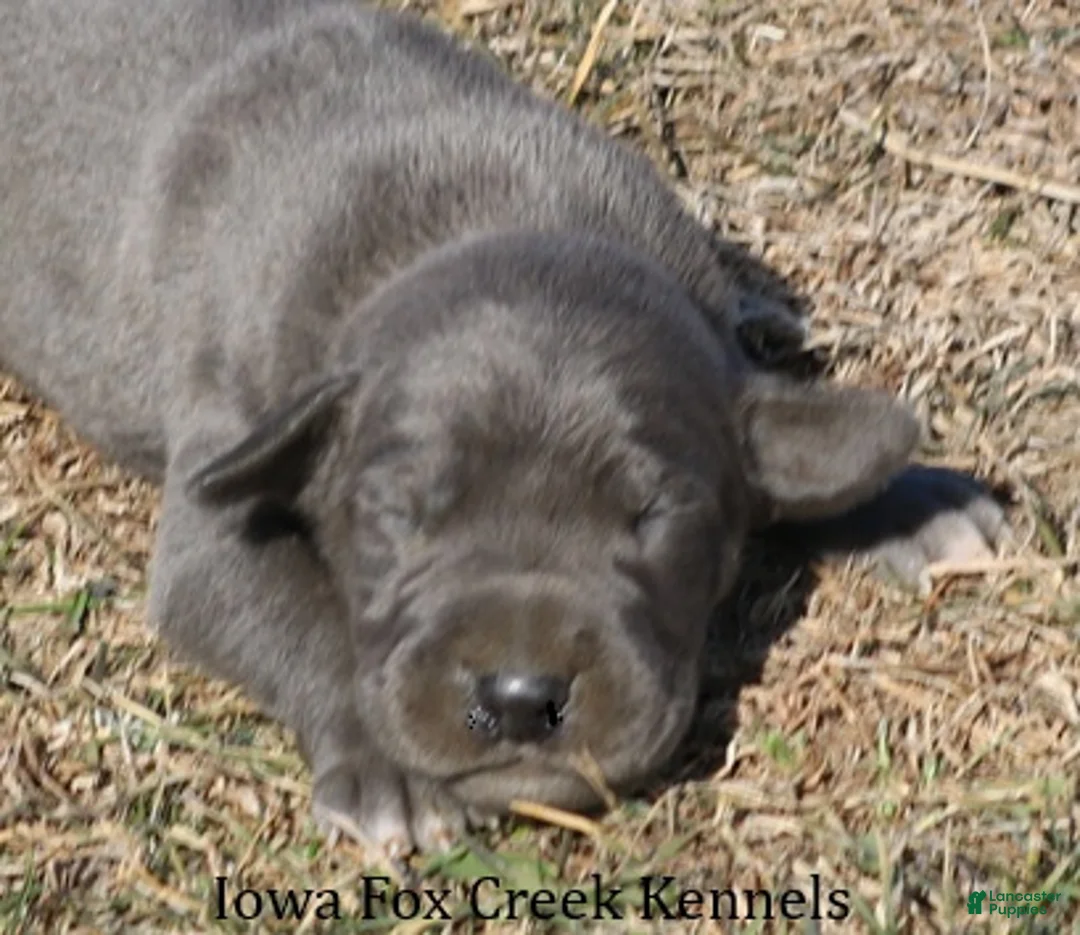 Great Dane dogs for sale: Sarge - Ad 1