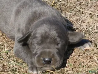 Great Dane dogs Sarge - Ad 9