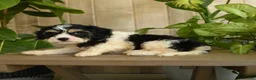 Cavachon dogs for sale: Mia  - Ad 4