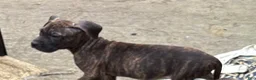 Mixed Breed dogs for sale: Rain - Ad 1