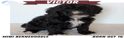 Mini Bernedoodle dogs for sale: Victor - Ad 1