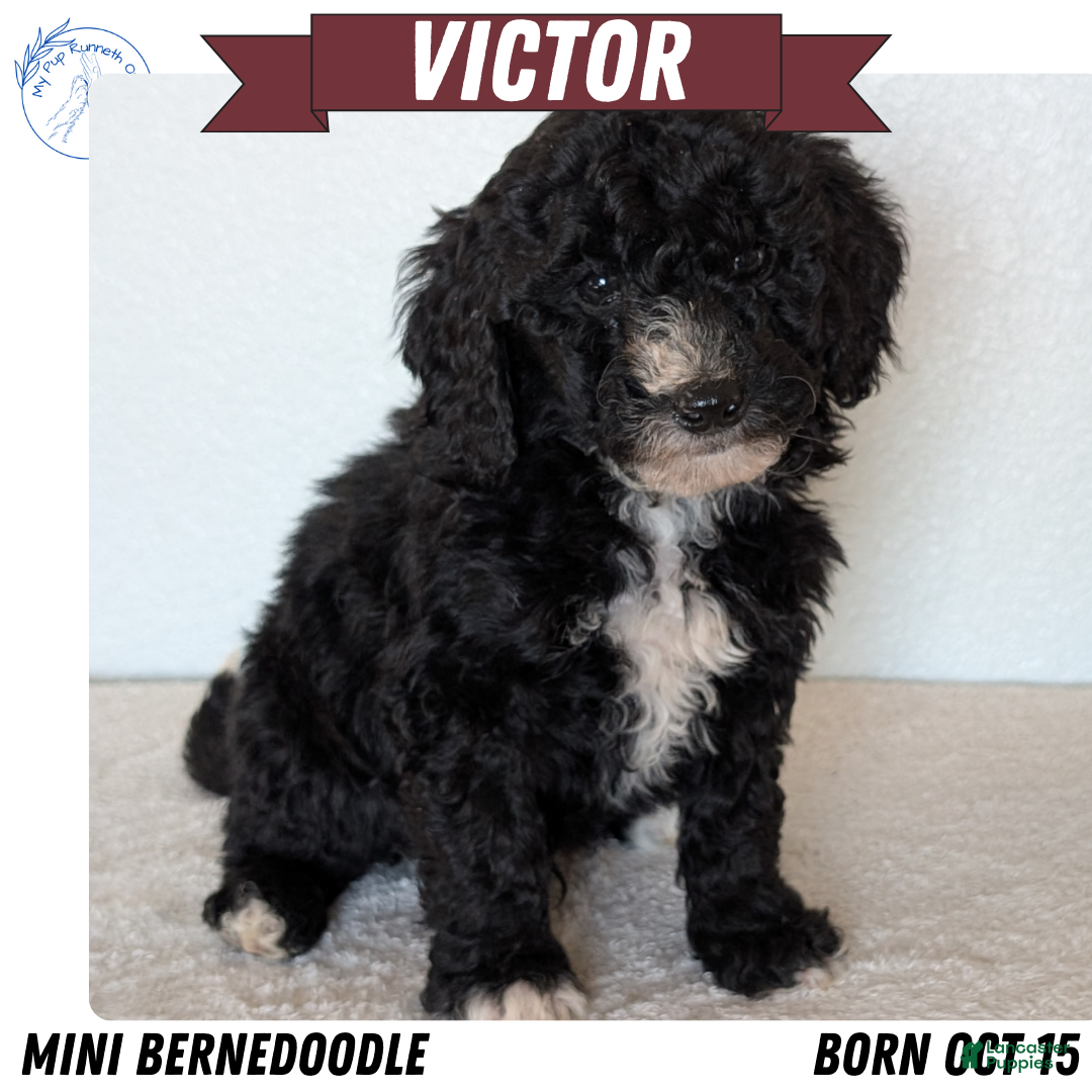 Mini Bernedoodle dogs for sale: Victor - Ad 1