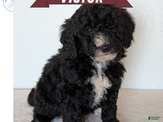 Mini Bernedoodle dogs Victor - Ad 5