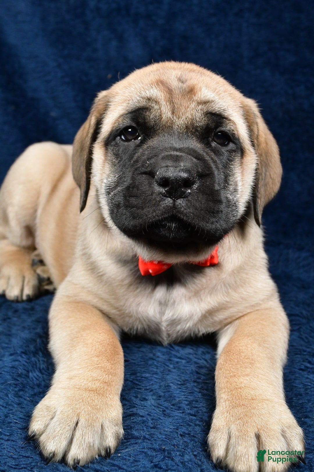 English Mastiff dogs for sale: Sammy - Ad 4