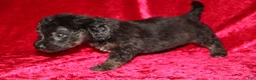 Doxiepoo dogs for sale: Doxiepoo Rubble - Ad 6
