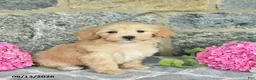 Maltipoo dogs for sale: Emma  - Ad 1