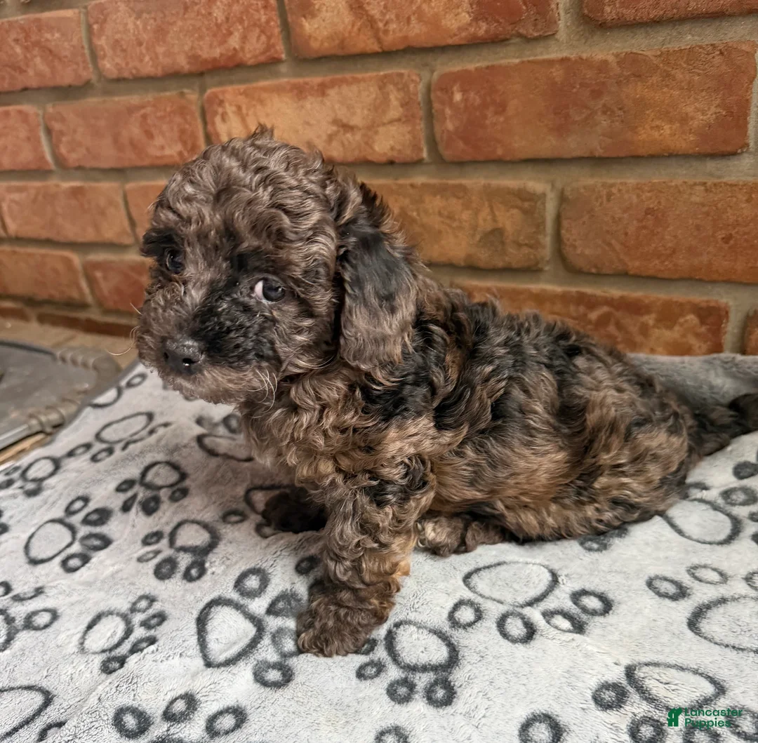 Yorkiepoo dogs for sale: Yorkiepoo LULUS - Ad 1