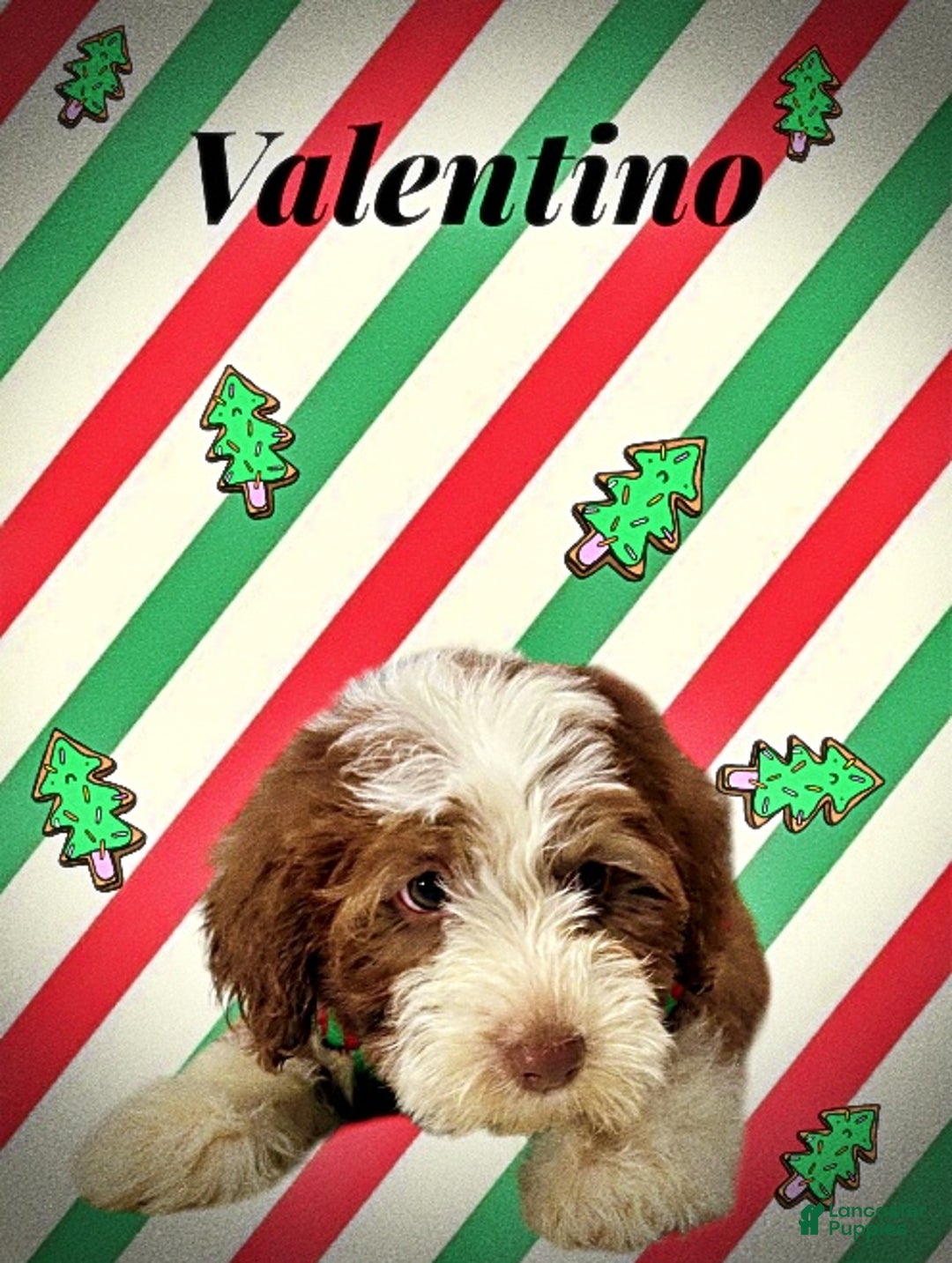 Havapoo dogs for sale: Valentino - Ad 10