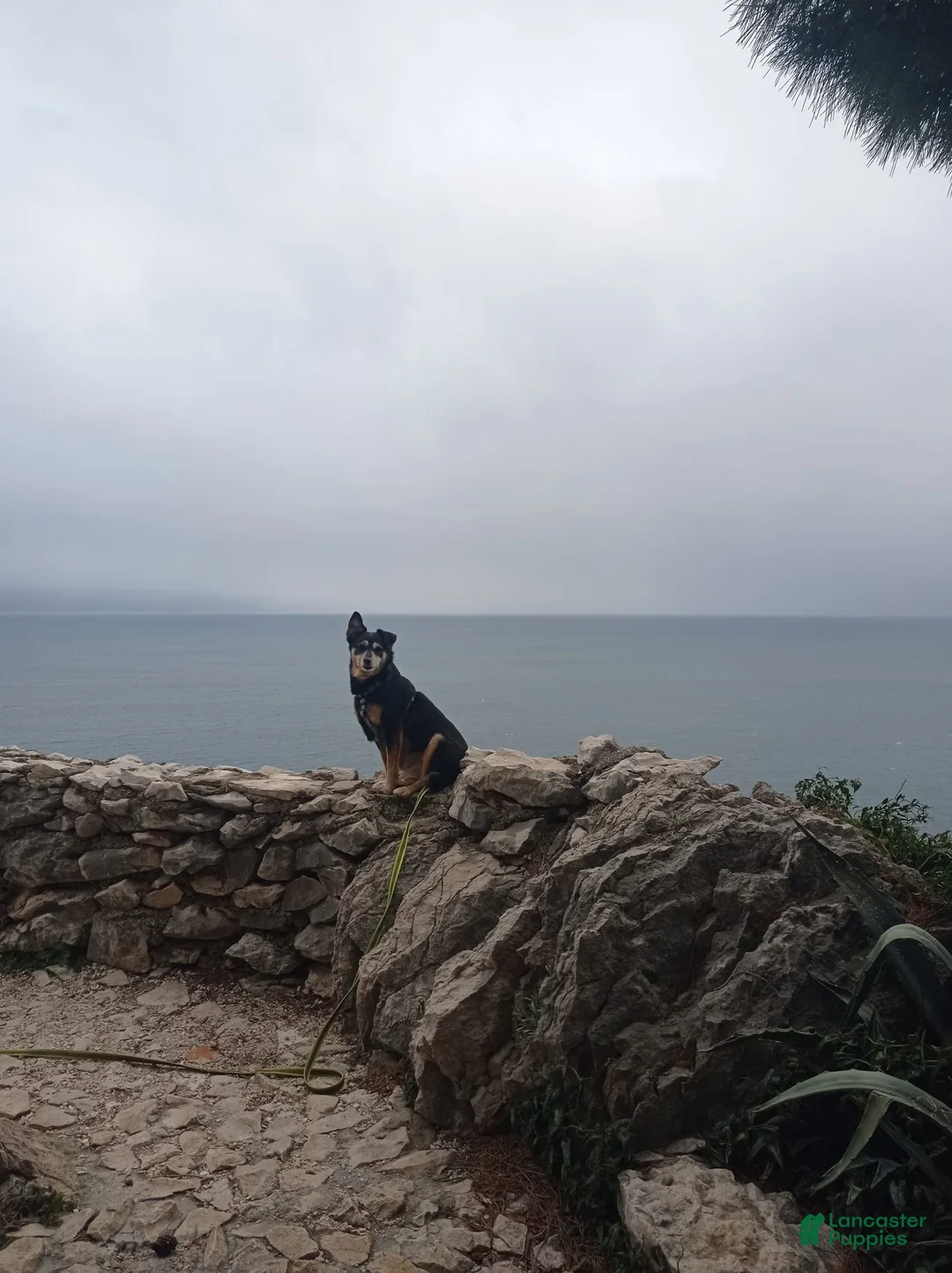 Mixed Breed dogs for sale: Mixed Breed Puppy 1 - Ad 2