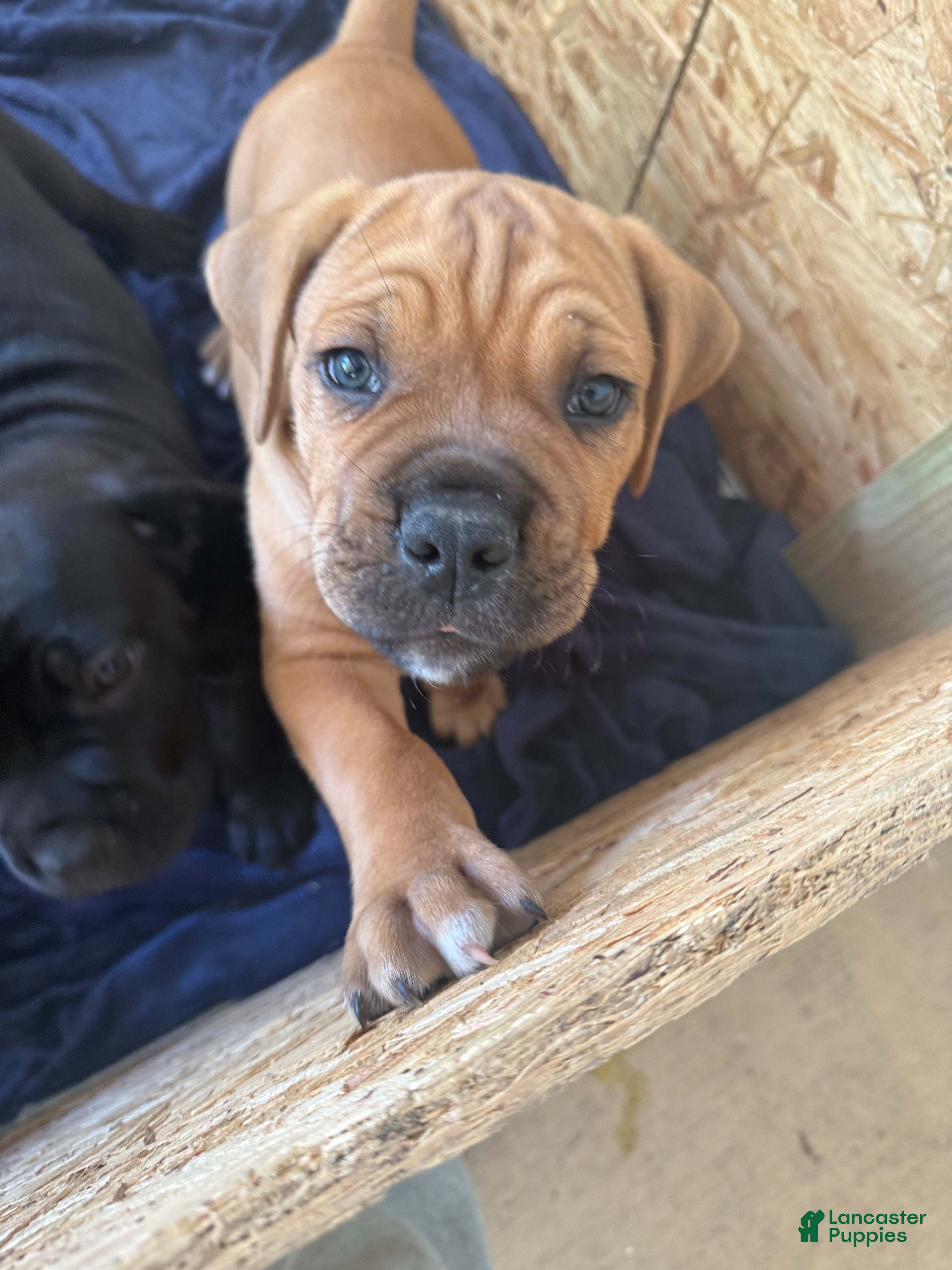 Cane Corso dogs Cane Corso Puppy 5 - Ad 10