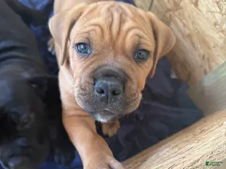 Cane Corso dogs Cane Corso Puppy 5 - Ad 10