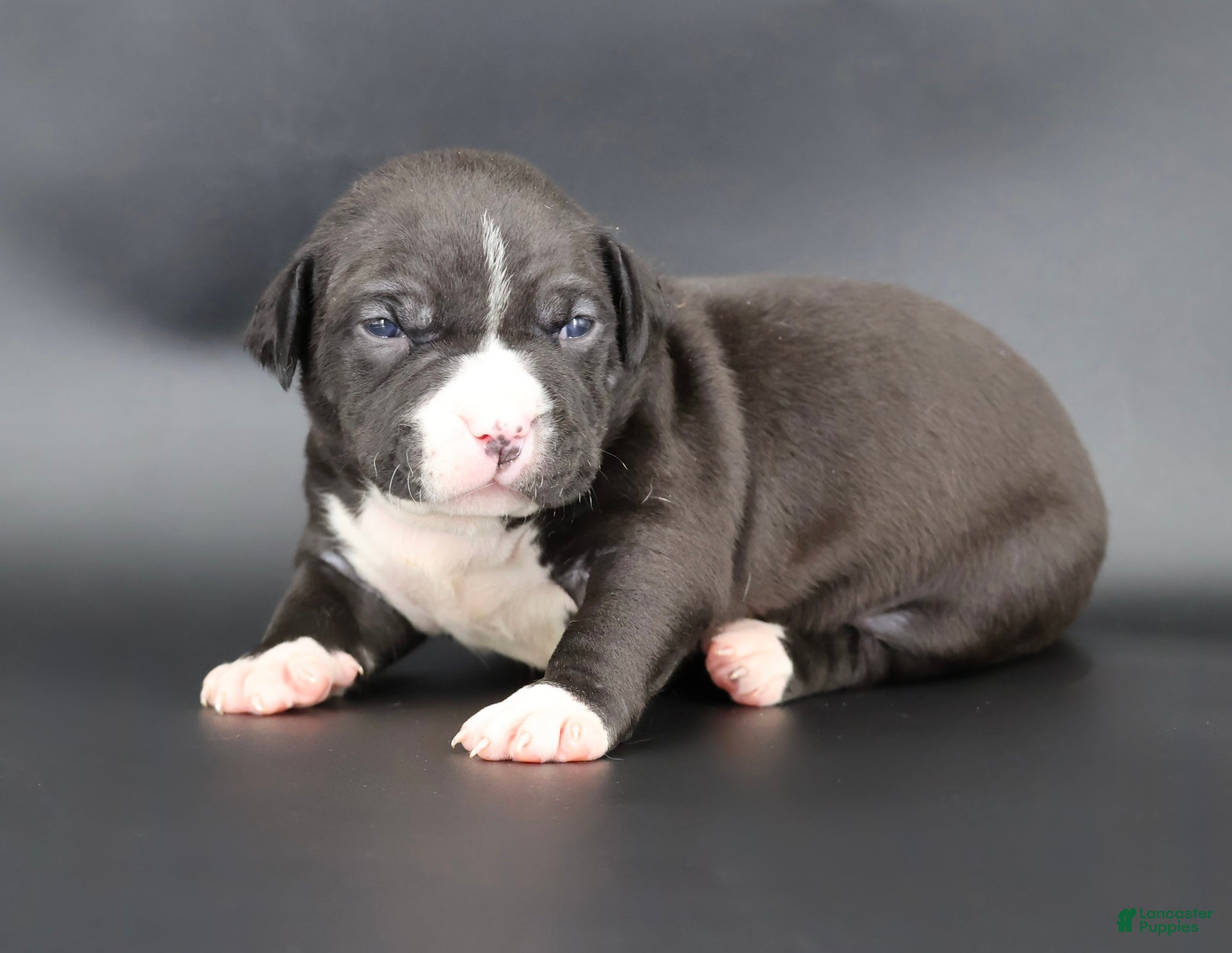 American Bully dogs Pearl - Ad 39
