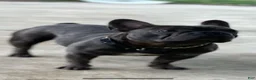 French Bulldog dogs for sale: French Bulldog 3 - Ad 6