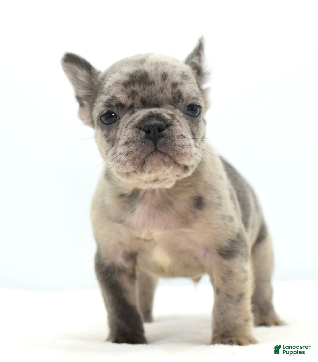 Mixed Breed dogs for sale: Hollywood merle blue  - Ad 7