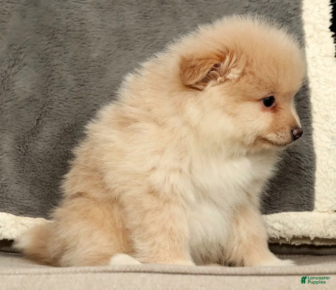 Pomeranian dogs for sale: Bentley - Ad 8