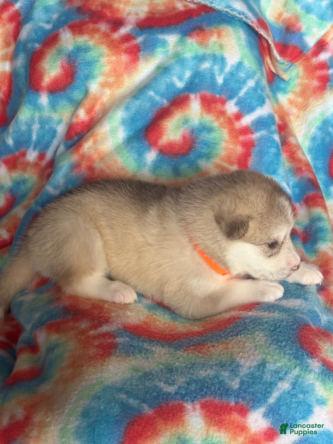 Alaskan Malamute dogs for sale: Alaskan Malamute 3 - Ad 2