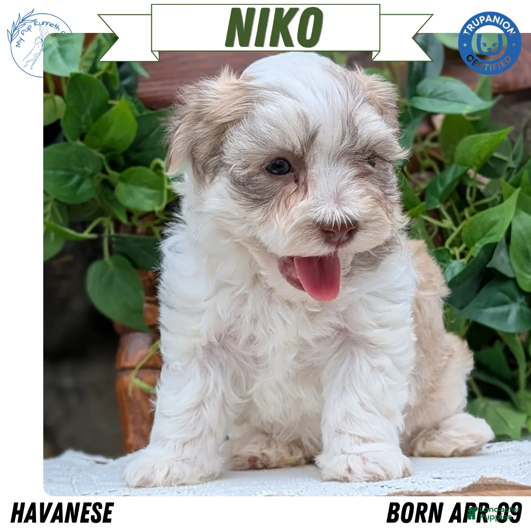 Havanese dogs for sale: Niko - Ad 1